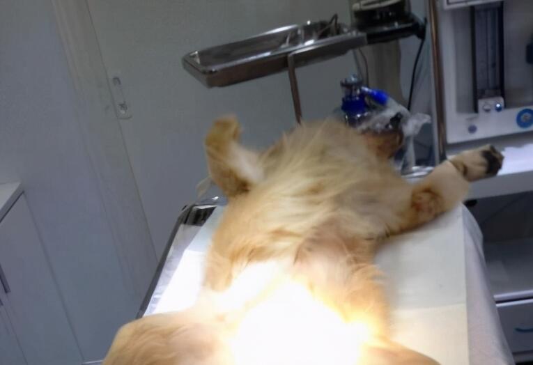 母狗绝育后多久拆线好
