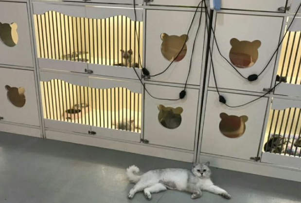 天津正规猫舍官网 天津正规猫舍官网