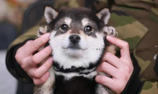单血统柴犬能够买吗？双血统单血统有什么不同？