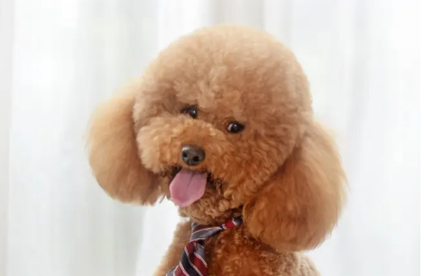 怎样训炼泰迪犬聪明?泰迪犬训练法!