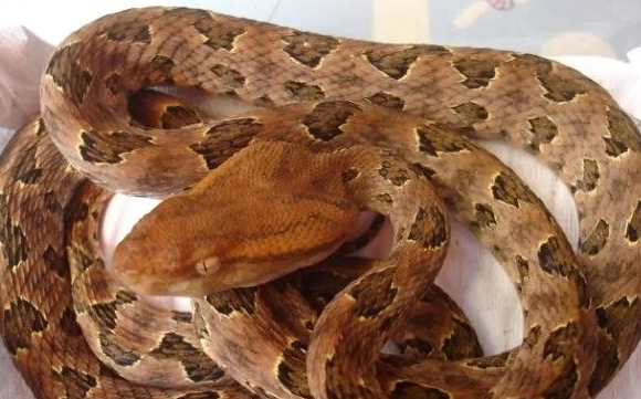 国产什么品牌的烙铁头质量
