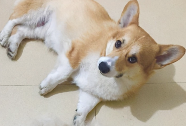 狗狗疯狂掉毛的原因，居然是这些？
