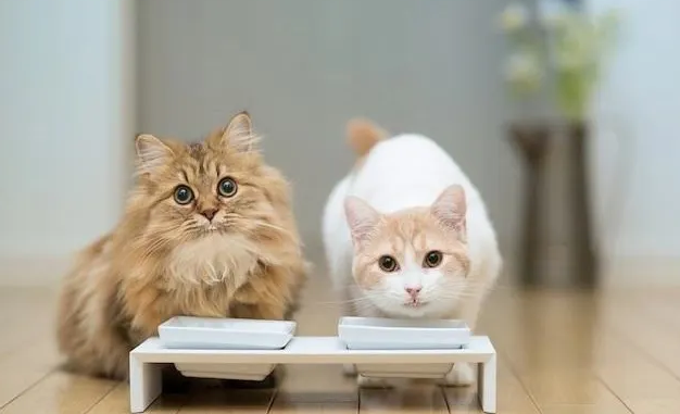 猫咪耳朵发臭是什么原因？猫咪耳朵构造及外耳炎治疗！