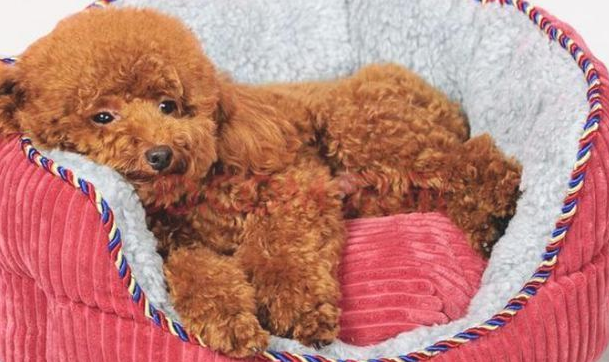 贵宾犬毛发越养越浅？你需要做好这五个工作