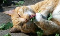 猫薄荷对猫有什么作用呢?