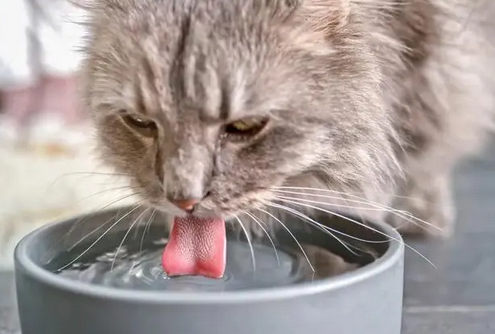 怎样可以让猫咪多喝水呢? 怎样可以让猫咪多喝水呢?