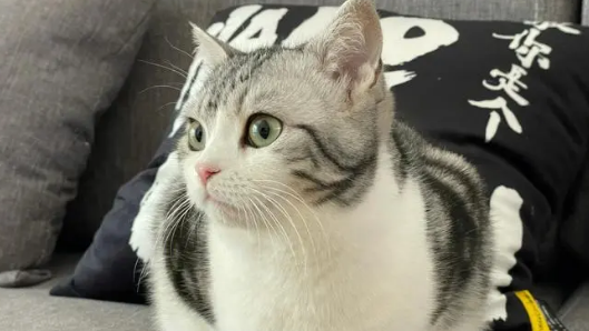猫咪泪痕比较多要怎么调理?猫咪泪痕处理方法