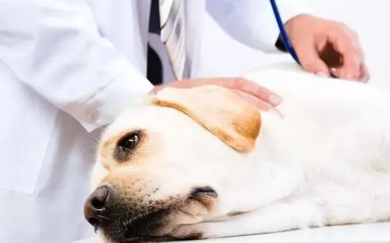 今日科普：“犬蛋白质缺乏症”的临床症状与治疗是什么？
