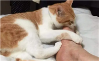 猫咪为什么喜欢踩人身上