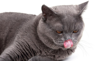 猫咪为什么要闭眼舔嘴唇是