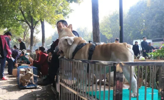 狗市场价格幼犬 狗市场价格幼犬