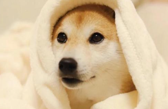 犬眼虫病该如何治疗？来了解下吧