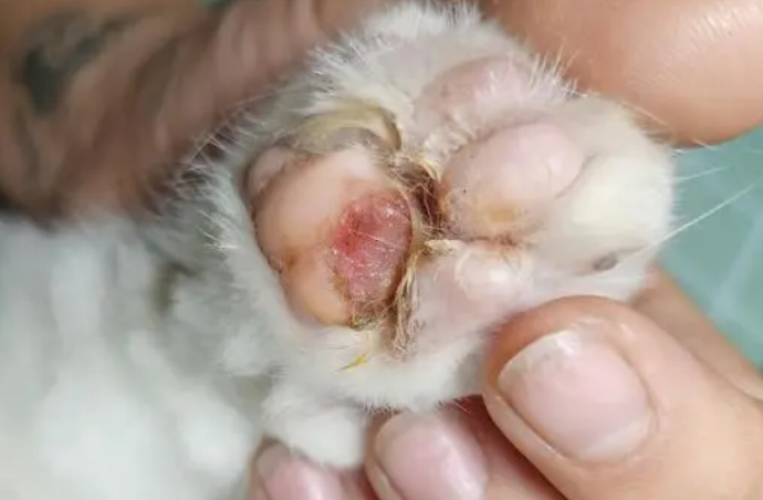 猫咪的肉垫为什么厚实呢