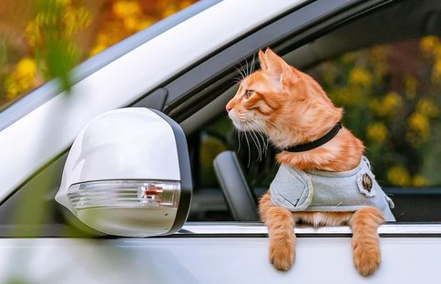猫咪为什么会晕车,应该如何预防猫咪晕车? 猫咪为什么会晕车,应该如何预防猫咪晕车?