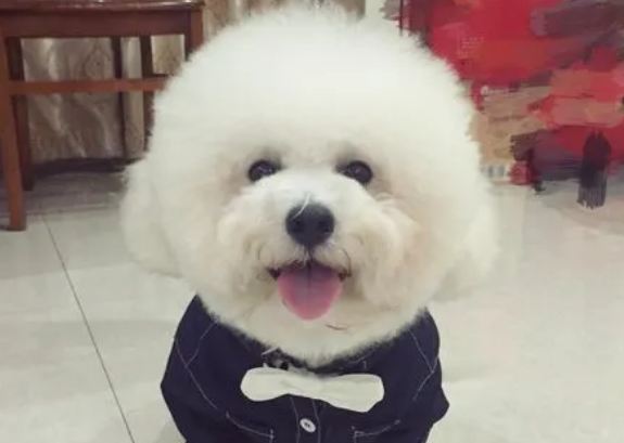 比熊犬的优缺点 比熊犬的优缺点