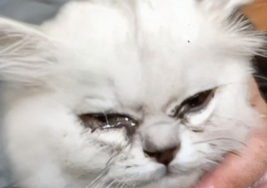 猫咪流鼻涕打喷嚏吃什么药？