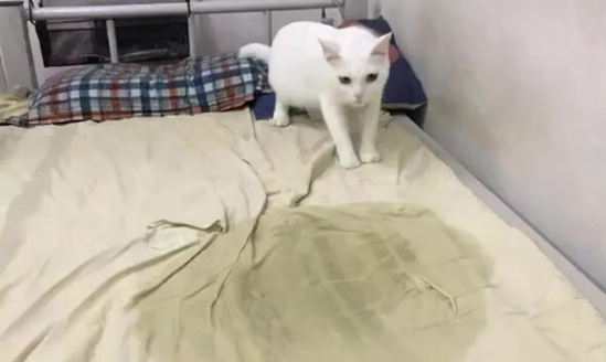 为什么猫咪老去孩子床上尿