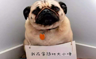 养宠物,家中尿骚味太重,怎样才能除去呢,共享一下下工作经验