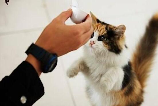 如何训练做错事的猫咪