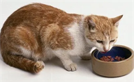 猫咪产后吃什么能补身体?