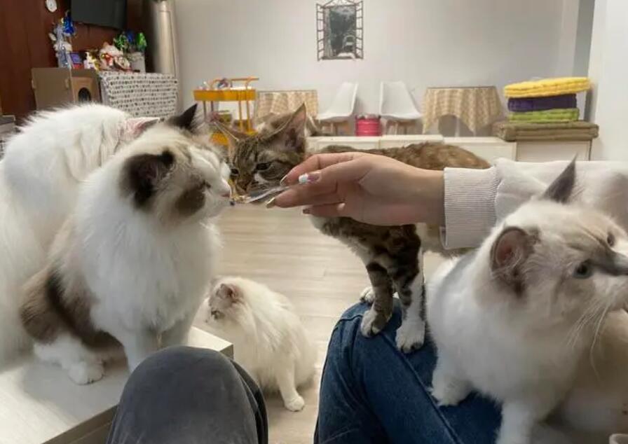 北京信誉最好的猫舍 北京信誉最好的猫舍