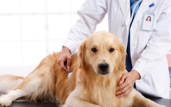 狗狗怀孕期内，主人应当如何照料？