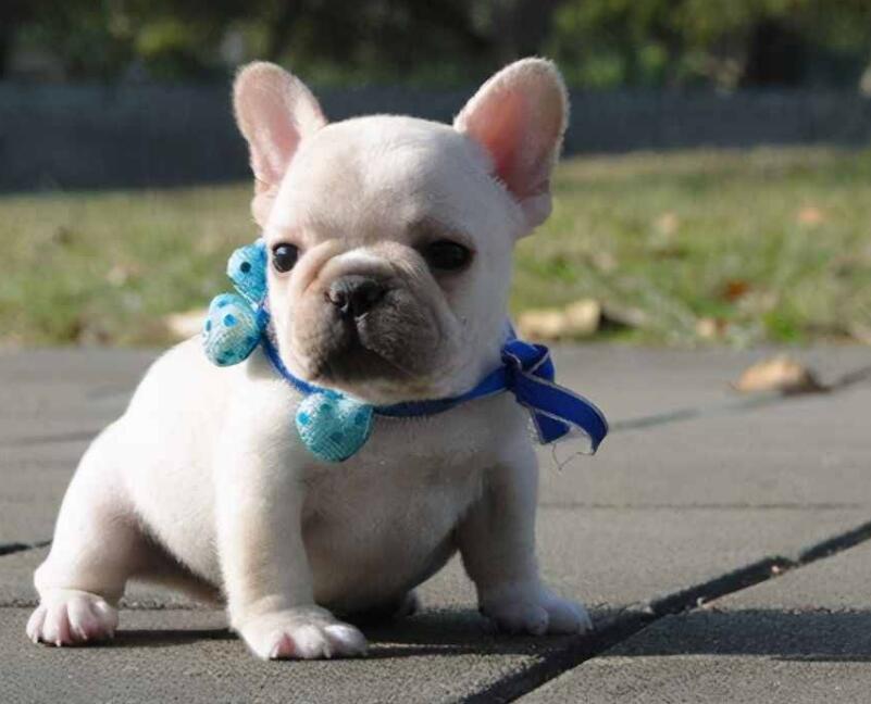 斗牛犬好养吗 怎么养的 斗牛犬好养吗 怎么养的