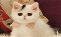 一文详解：猫猫皮肤病的原因以及预防