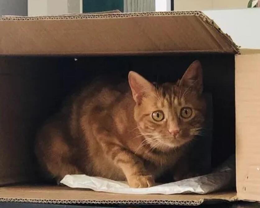 猫咪为什么要挤箱子里面 猫咪为什么要挤箱子里面