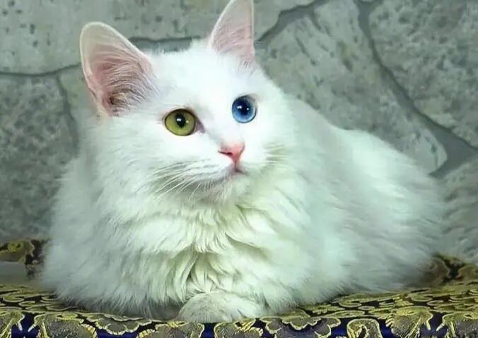 如何为波斯猫拍照做训练? 如何为波斯猫拍照做训练?