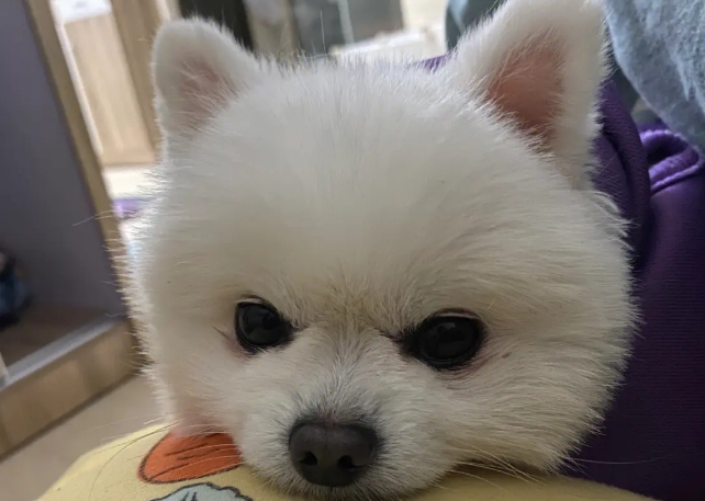 狗的朋友圈