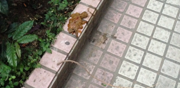 狗狗拉稀呈黄褐色 泥浆