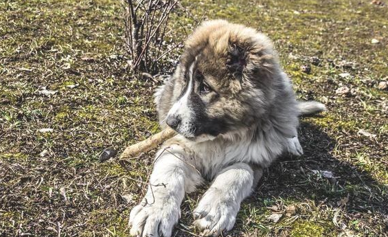 高加索犬比藏獒还要大还要凶狠的犬品种