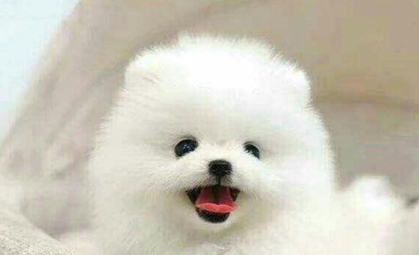 狗狗脚趾炎症红肿该怎么办？具体来看看这里！