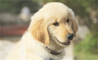 幼犬狗粮何时可以吃