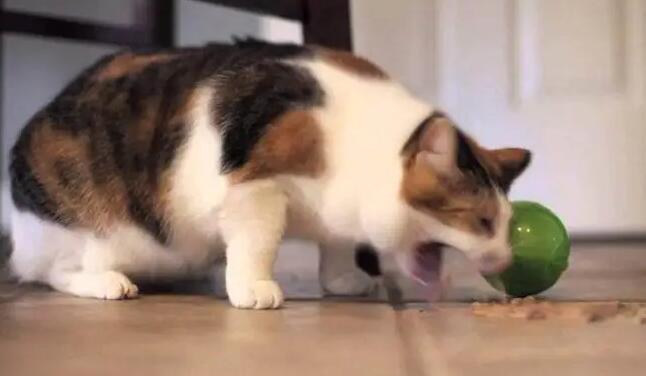 如何训练宠物猫咪的排泄