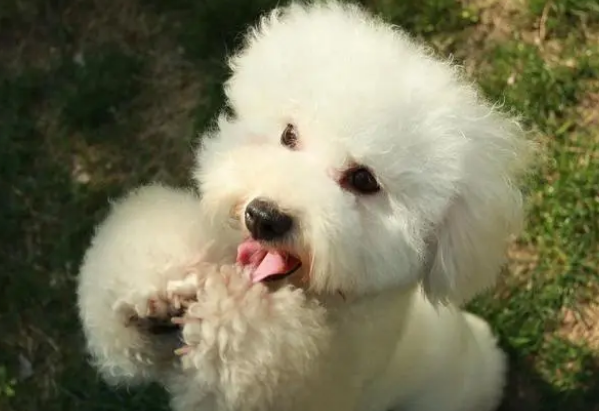 比熊犬的泪痕怎么处理？避免犬泪痕的方法