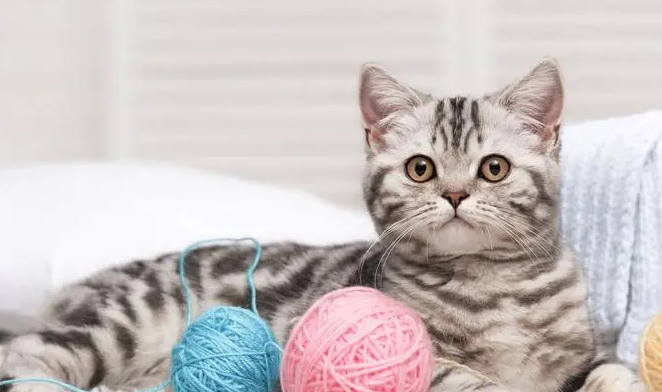 猫咪打架鼻子破相会长好吗