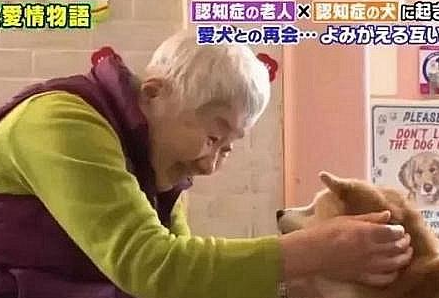 81岁奶奶与柴犬同患痴呆，住进养老院，重逢还记得彼此