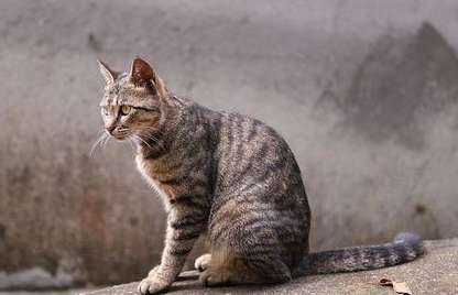 养狸花猫需要做哪些准备呢? 养狸花猫需要做哪些准备呢?