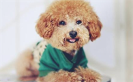 泰迪怎样驱虫?医生教你给泰迪犬驱虫