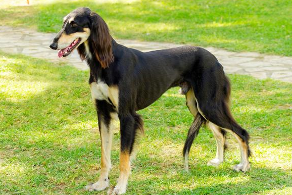 72种名犬图片及名字