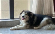 阿拉斯加犬头发干燥怎么办怎么让小狗头发顺滑靓丽