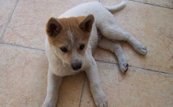 中华田园犬的价格多少钱一只