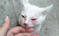 小猫眼睛红肿睁不开是为什么