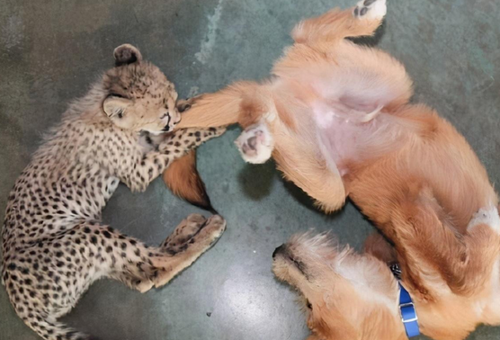 动物园派狗照顾猎豹?真的没有搞错?这反转太有意思 动物园派狗照顾猎豹?真的没有搞错?这反转太有意思