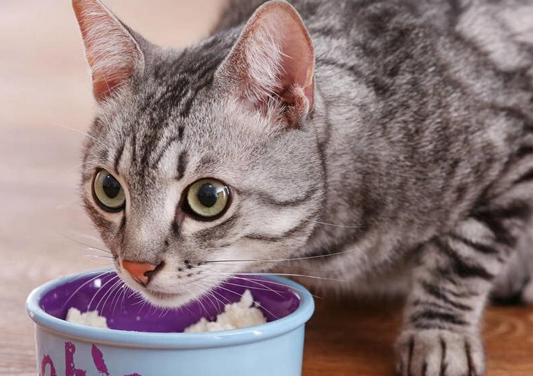 猫咪为什么不能吃盐，来这里告诉你！