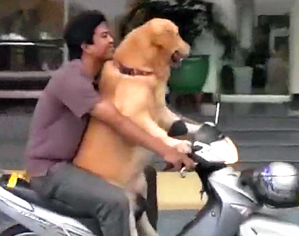 主人家遛猫遛狗新方法,狗狗大呼舒服:开,往城市边缘开 主人家遛猫遛狗新方法,狗狗大呼舒服:开,往城市边缘开