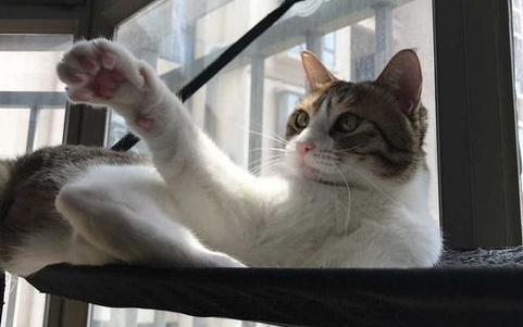 猫咪常见的先天性眼部疾病,作为铲屎官该怎么办? 猫咪常见的先天性眼部疾病,作为铲屎官该怎么办?