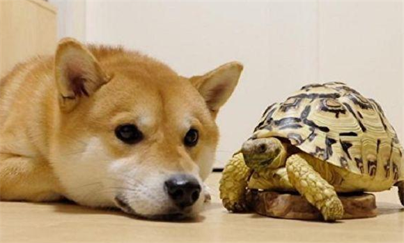 狗狗会咬乌龟吗 狗狗会咬乌龟吗